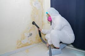 Best Basement Mold Removal  in Bar Nunn, WY